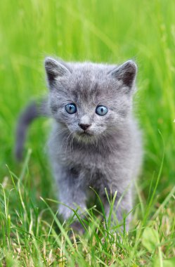 Kedi çimenlerde yürüyor.