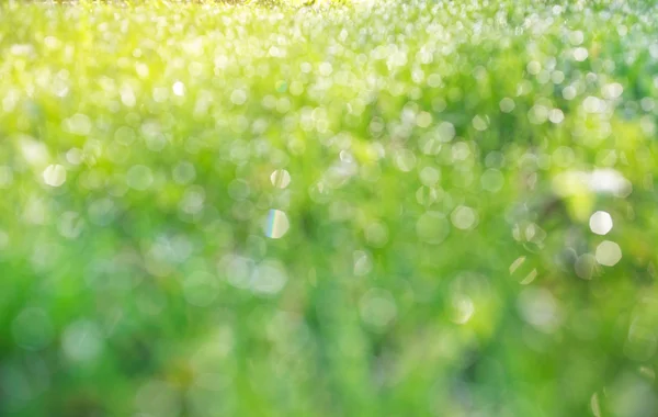 Droppar av dagg på en grönt gräs bokeh — Stockfoto