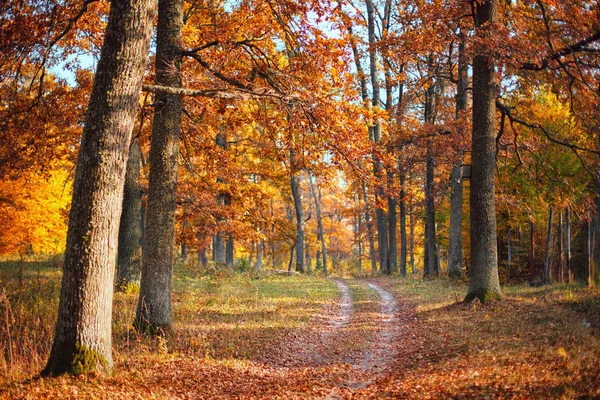 Podzimní Lesní krajina — Stock fotografie