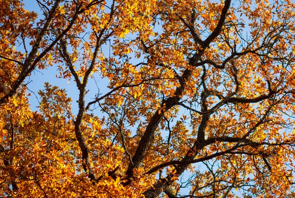 Autunno foglie sfondo — Foto Stock