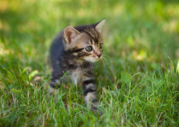 Listrado gato brincando na grama — Fotografia de Stock
