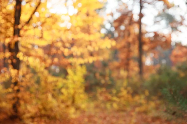Herbstliches natürliches Bokeh — Stockfoto