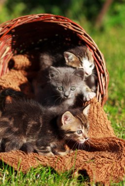 sepet içinde küçük yavru kedi