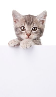 Beyaz tahta ile gri kedi