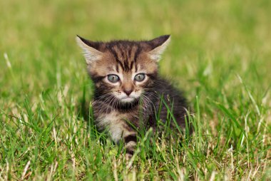 çizgili kedi de cephede iskambil