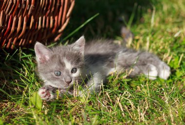 kedi sepeti yakınındaki çim üzerinde yalan