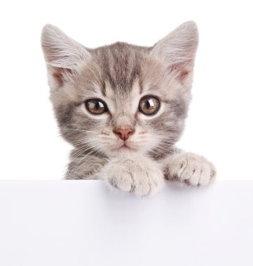 Beyaz tahta ile gri kedi