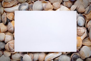 Deniz kabuğu arka plan üzerinde boş sayfa