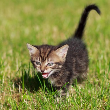 çizgili kedi de cephede iskambil