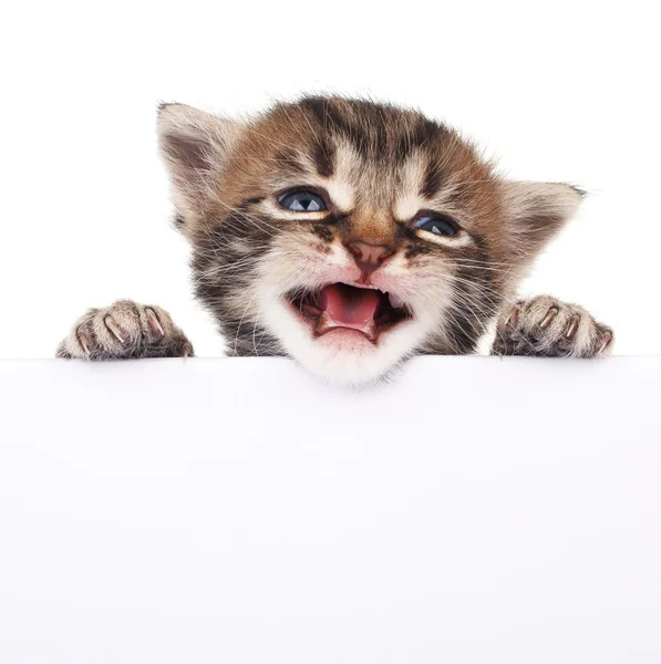 Jolie chaton jetant un coup d'oeil à partir d'un panneau blanc — Photo