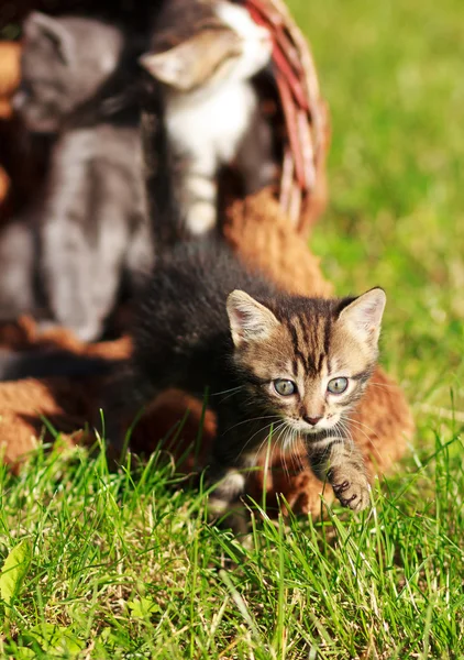 Little  Kittens in a basket — Stock Photo, Image