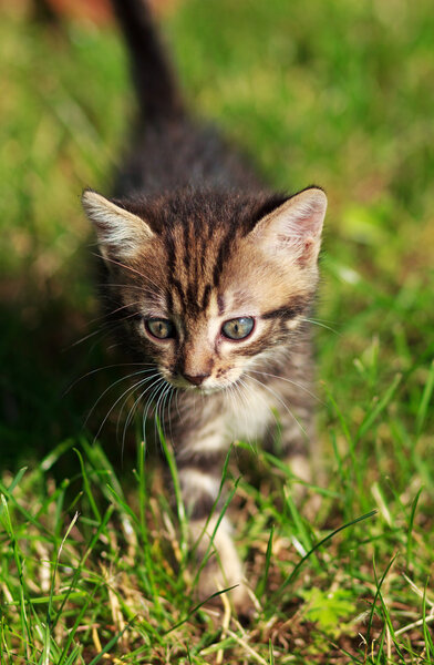 полосатый кот играет на траве
