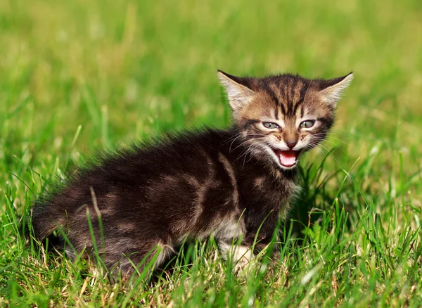 Полосатый кот играет на траве — стоковое фото