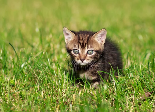 Striped cat playing in the grass — Stock Photo, Image