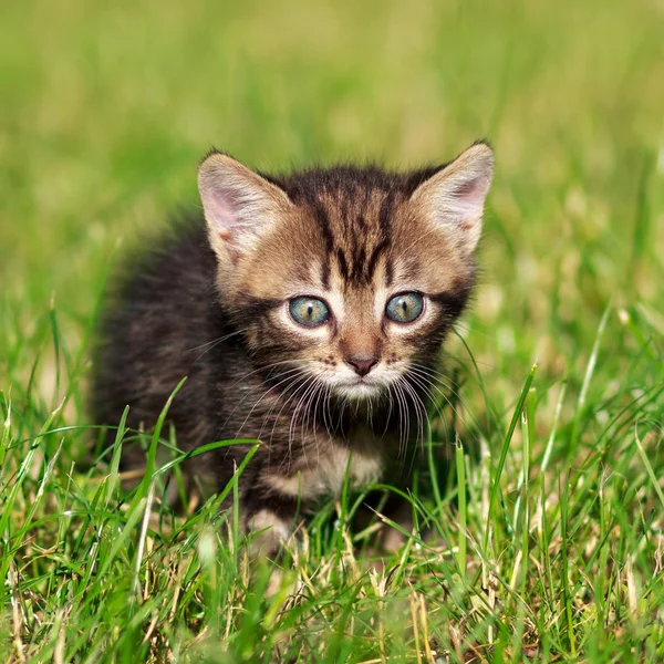 Randig katt leker i gräset — Stockfoto