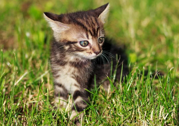 Gestreifte Katze spielt im Gras — Stockfoto