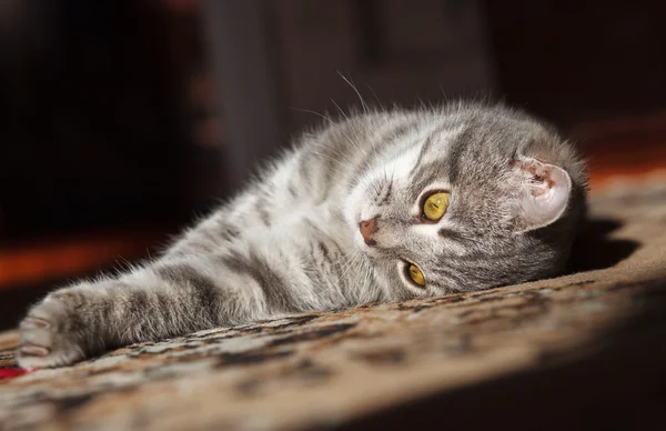 Oynarken Gri çizgili kedi — Stok fotoğraf