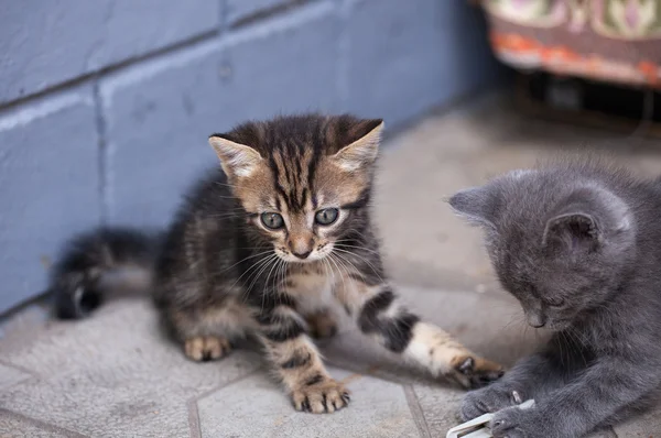 Twee kittens spelen op het gazon — Stockfoto