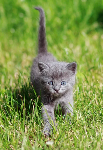 Søt liten katt som leker på gresset – stockfoto