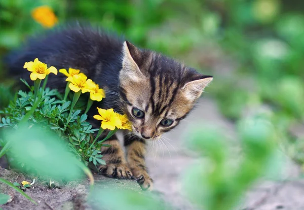 Grijze kat spelen in gele bloemen — Stockfoto