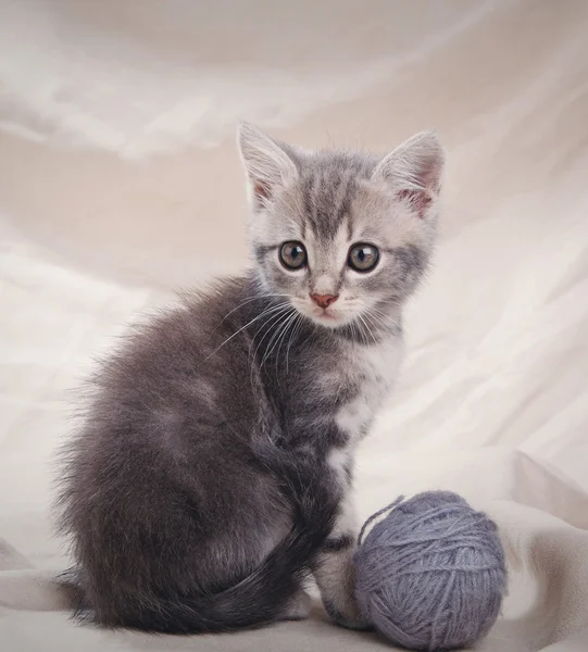ลูกแมวสีเทา — ภาพถ่ายสต็อก