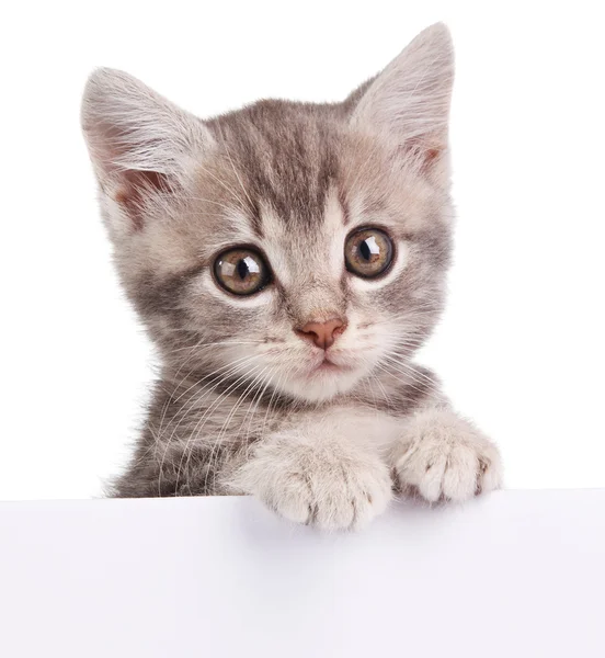 Szary kot z biały deska — Zdjęcie stockowe