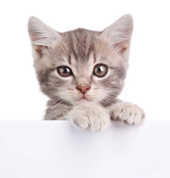 Gato gris con pizarra blanca — Foto de Stock