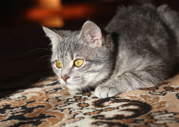 Gatto grigio che si prepara ad attaccare — Foto Stock