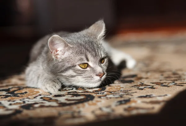 Grijze kat is in de zon met gele ogen — Stockfoto