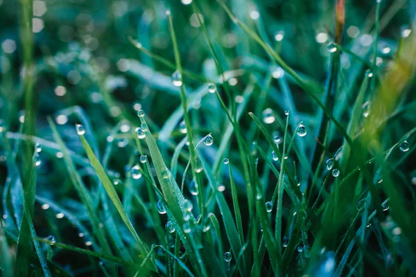 Dew on a grass in spring — Stock Photo, Image