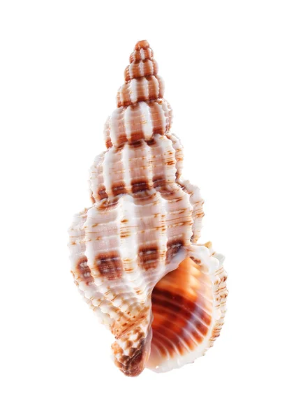 Морская скорлупа на белом фоне — стоковое фото