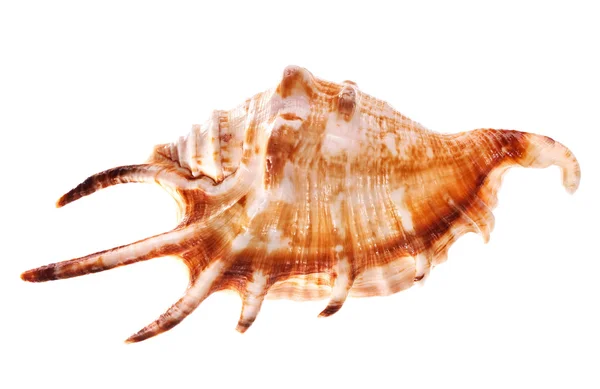 Морская скорлупа на белом фоне — стоковое фото