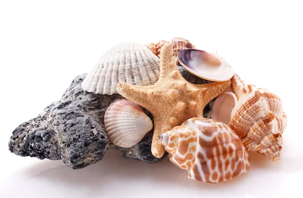 Mar Pedra e concha isolada — Fotografia de Stock
