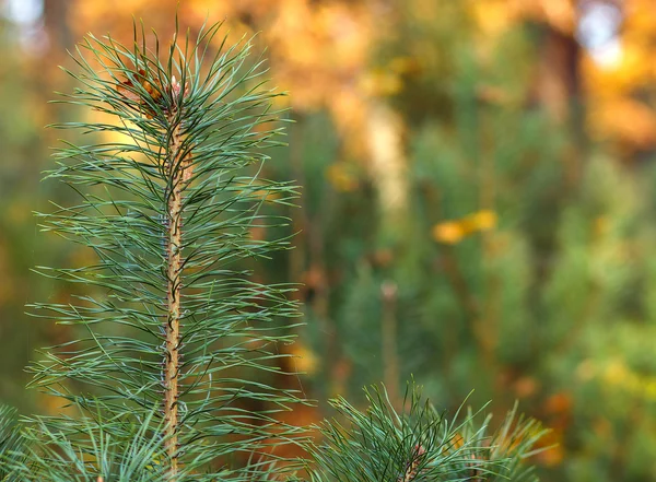 Close-up van pine tak — Stockfoto