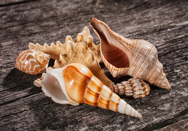 Conchas do mar em fundo de madeira — Fotografia de Stock