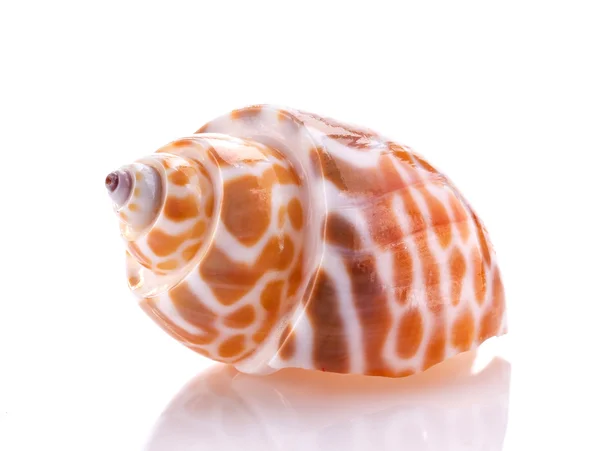 Mořská skořápka izolované na bílém pozadí — Stock fotografie