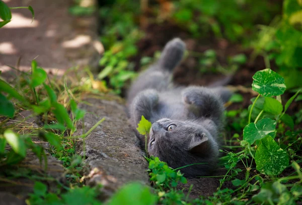 Bonito gatinho brincando na grama — Fotografia de Stock