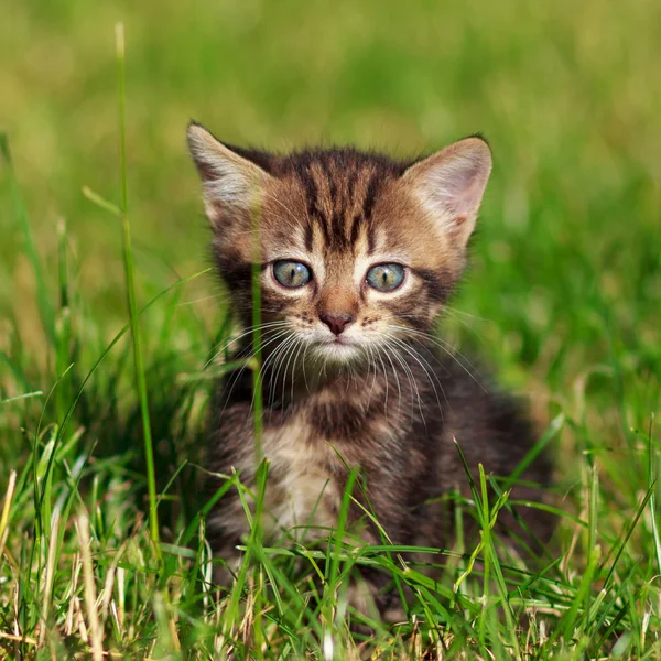 Gestreepte kat zit in het gras — Stockfoto