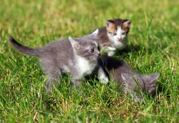 Cute little cat playing on the grass — Stock Photo, Image