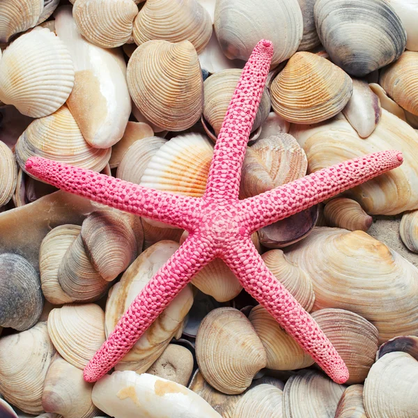 Sea shells background.Starfish Stock Picture