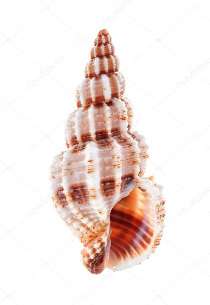 Sea shell isolated on white background