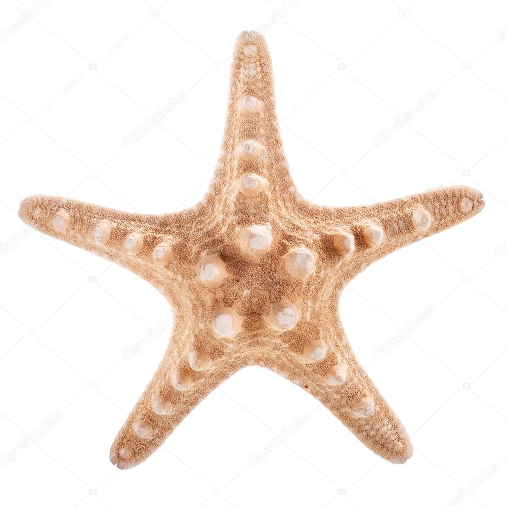 Sea Shell in the shape of star isolated