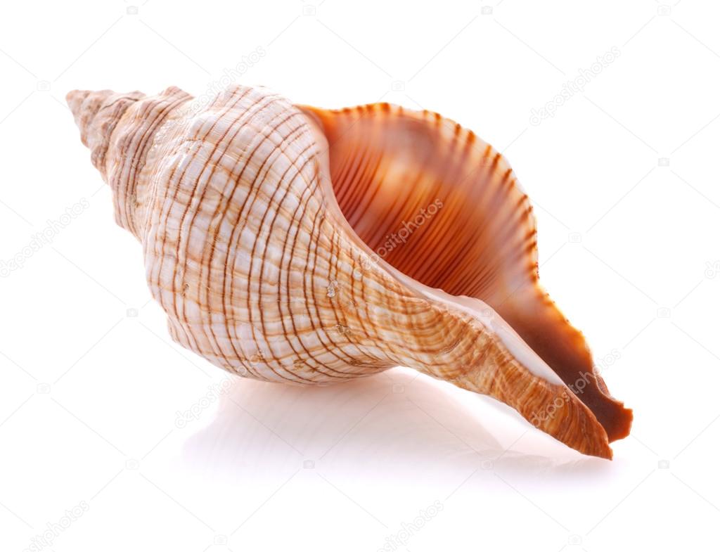 巻き貝写真素材 ロイヤリティフリー巻き貝画像 Depositphotos