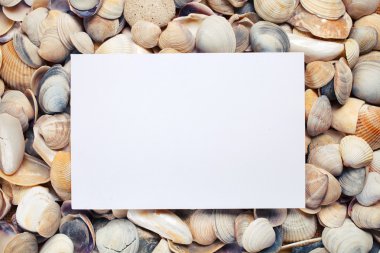 Deniz kabuğu arka plan üzerinde boş sayfa