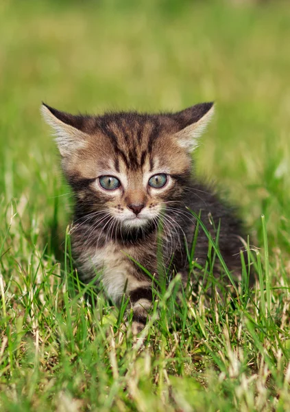 Gestreifte Katze spielt im Gras — Stockfoto