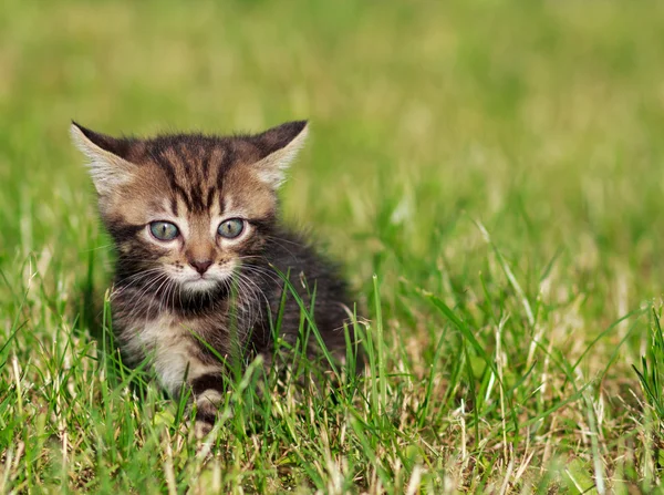 Randig katt leker i gräset — Stockfoto