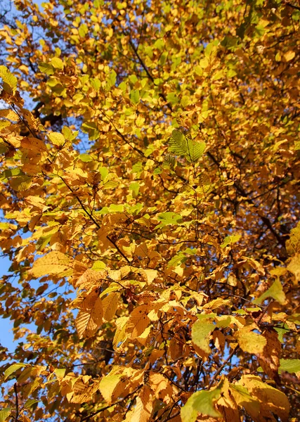 Autunno foglie sfondo — Foto Stock