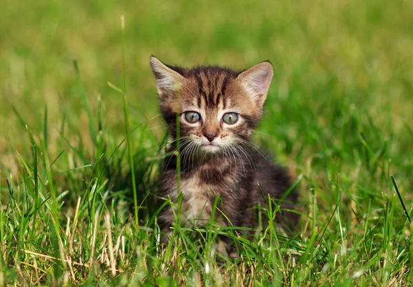 Gato listrado senta-se na grama — Fotografia de Stock