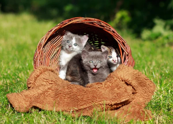 Little  Kittens in a basket — Stock Photo, Image