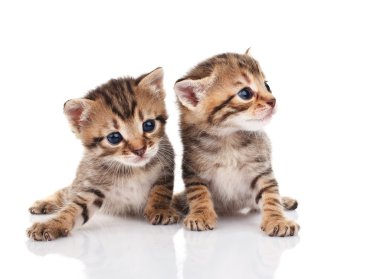 iki tabby yavru kedi